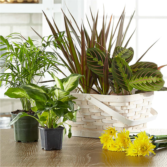 Florist Designed Blooming and Green Plants in a Basket –  Emica Floral Designs, Saint James City FL
