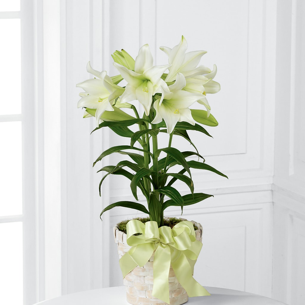 Easter Lily Plant –  Emica Floral Designs, Saint James City FL