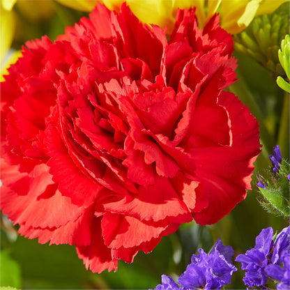 Brighter Days Bouquet –  Emica Floral Designs, Saint James City FL